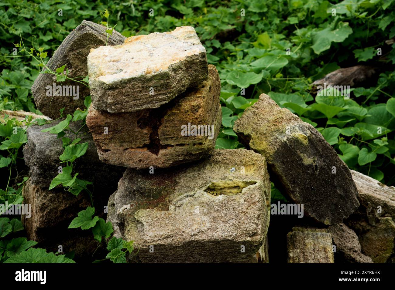 Natur's Reclamation: Alte Ziegelsteine inmitten üppiger Laubwälder Stockfoto