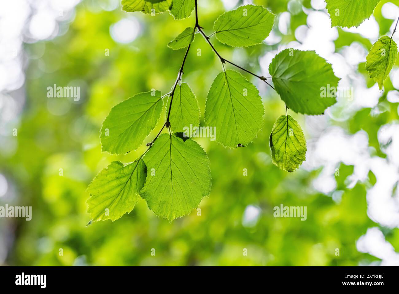 Hazelnus, Corylus cornuta, Blätter am Treppenhaus, Olympic National Park, Washington State, USA Stockfoto