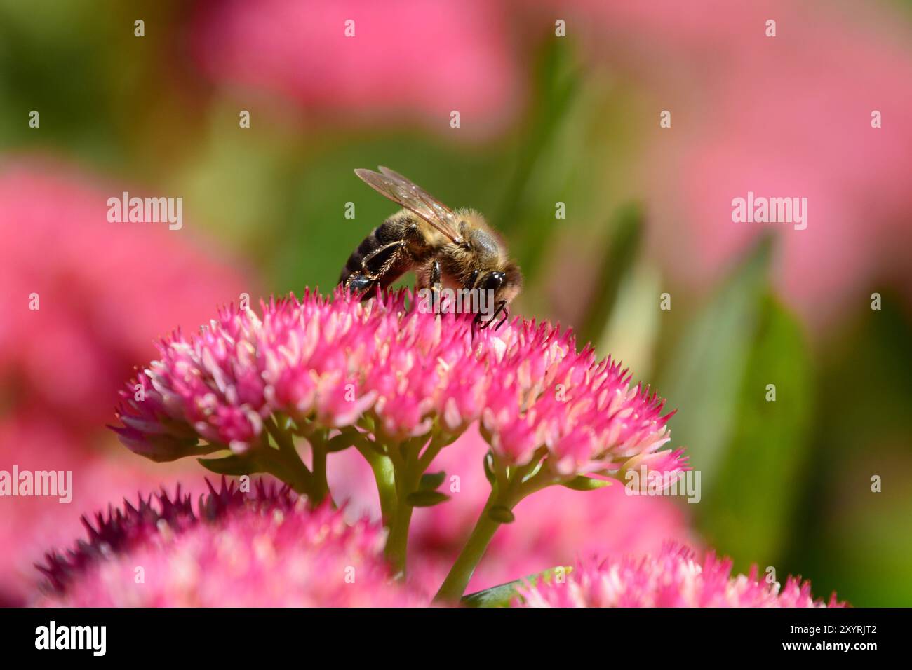 Nahaufnahme von Bienenpollen auf der Sedum-Pflanzenblume in einem Garten im Süden von Ontario im Sommer. Stockfoto