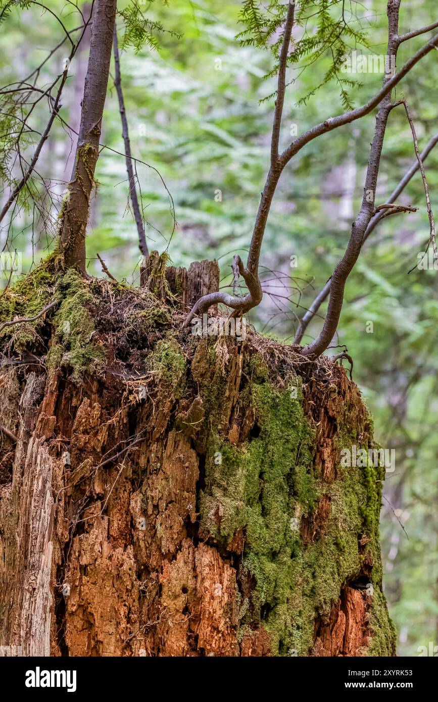 WESTERN Redcedar Nurse Stiump unterstützt das neue Wachstum von Western Hemlock im Staircase, Olympic National Park, Washington State, USA Stockfoto