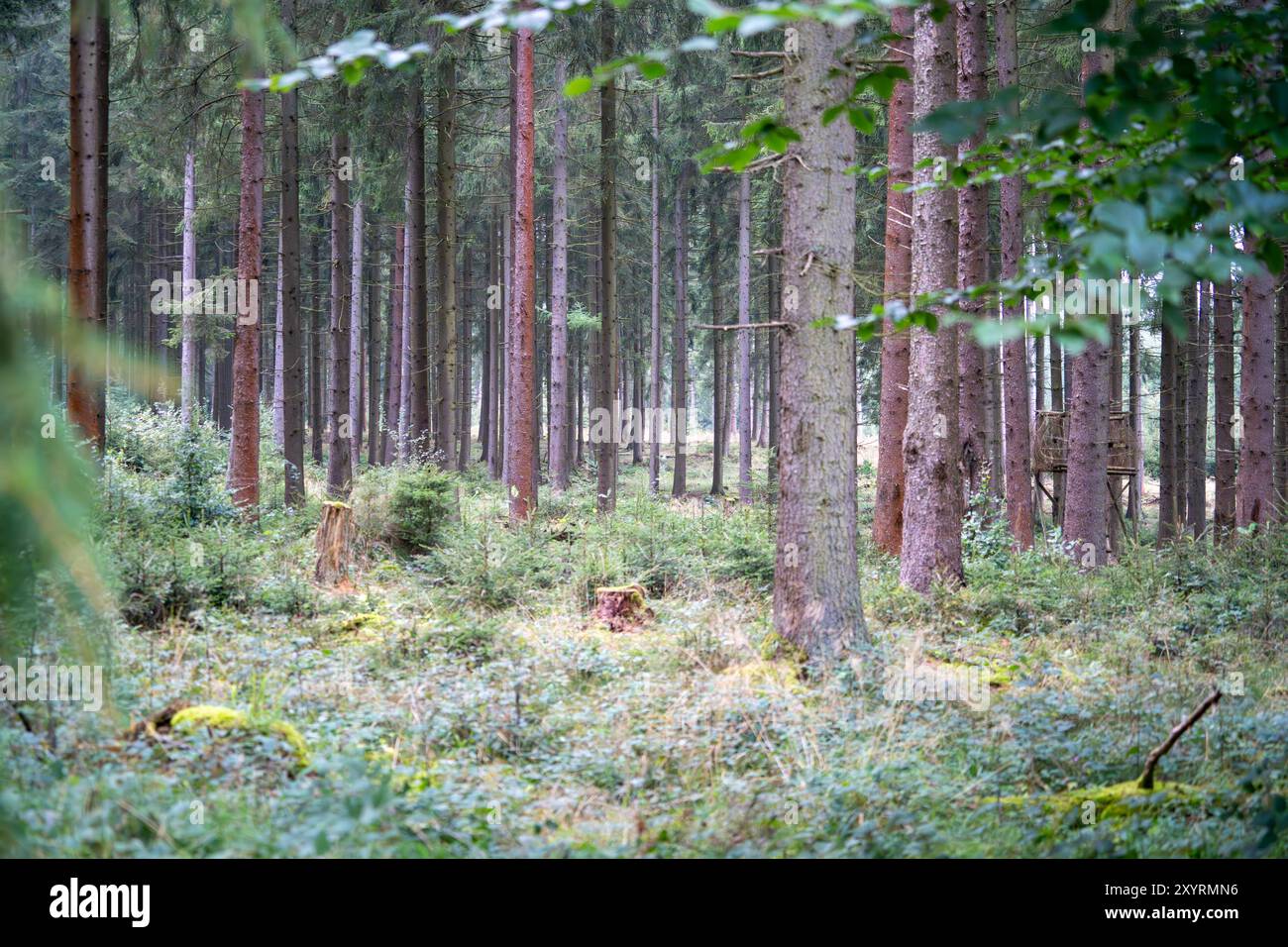 30.08.2024: Fichtenplantage mit Jagdhochsitz am Heinzenberg Blankenheim, Kreis Euskirchen, NRW, Deutschland *** 30 08 2024 Fichtenplantage mit Jagdhütte auf Heinzenberg Blankenheim, Landkreis Euskirchen, NRW, Deutschland Stockfoto