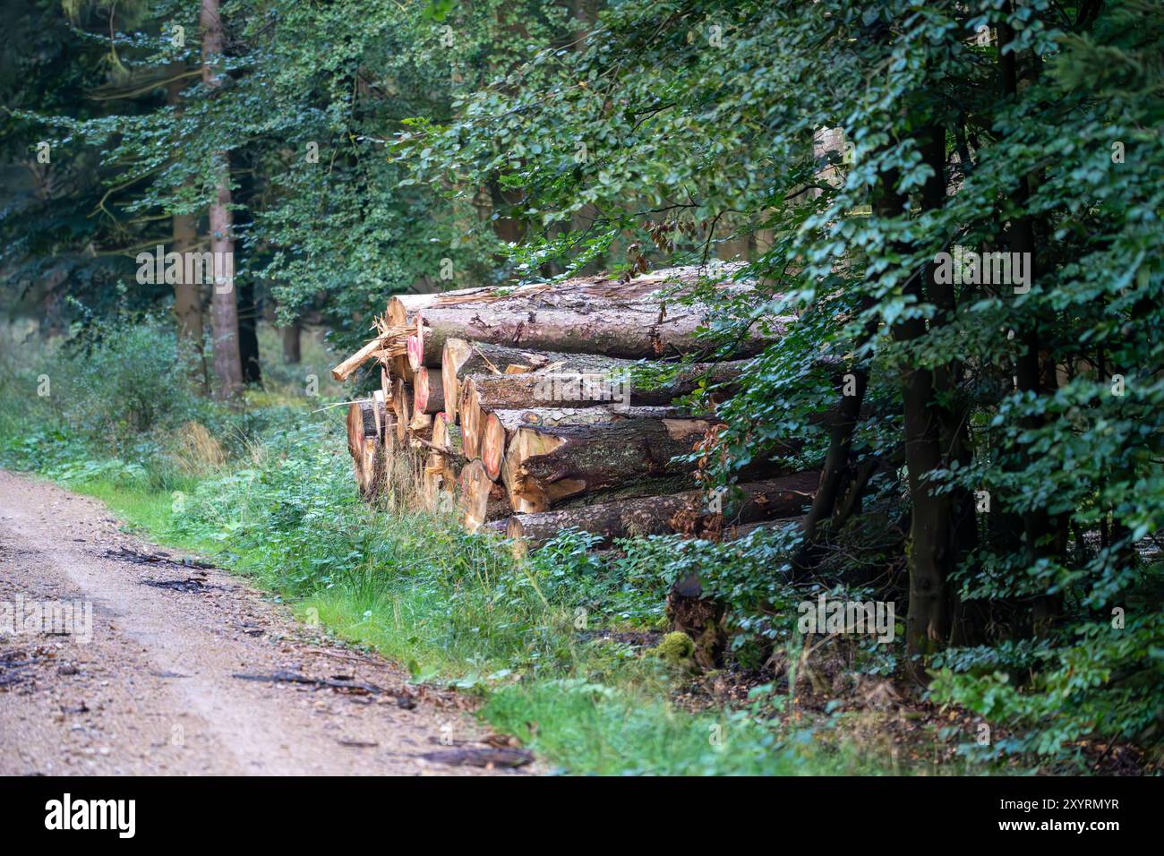 30.08.2024: Abgeerntete Fichtenstämme bereit zum Abtransport Blankenheim, Kreis Euskirchen, NRW, Deutschland *** 30 08 2024 geerntete Fichtenstämme bereit zum Transport Blankenheim, Kreis Euskirchen, NRW, Deutschland Stockfoto