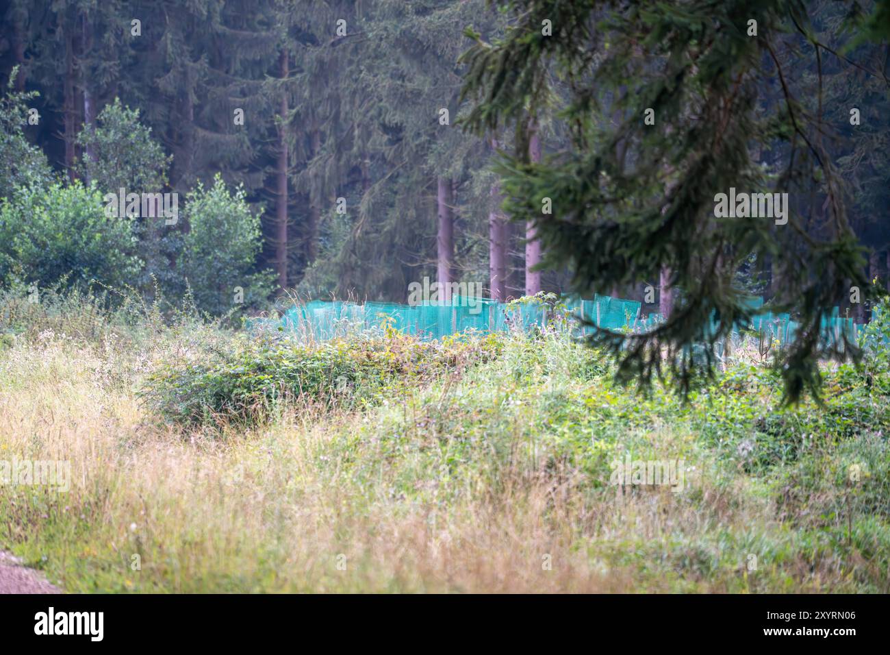 30.08.2024: Aufforstung eines gerodeten Waldstücks Blankenheim, Kreis Euskirchen, NRW, Deutschland *** 30 08 2024 Aufforstung eines gerodeten Waldstücks Blankenheim, Kreis Euskirchen, NRW, Deutschland Stockfoto