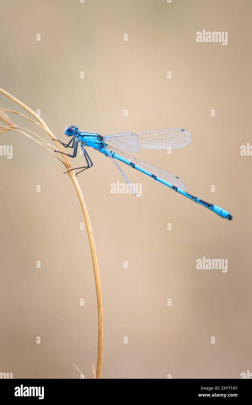 Makro Nahaufnahme eines gemeinsamen Blau damselfly, gemeinsame bluet, Enallagma cyathigerum oder nördlichen Blau, ruht auf ein Blatt im grünen Gras mit seinem Flügel entlang Stockfoto