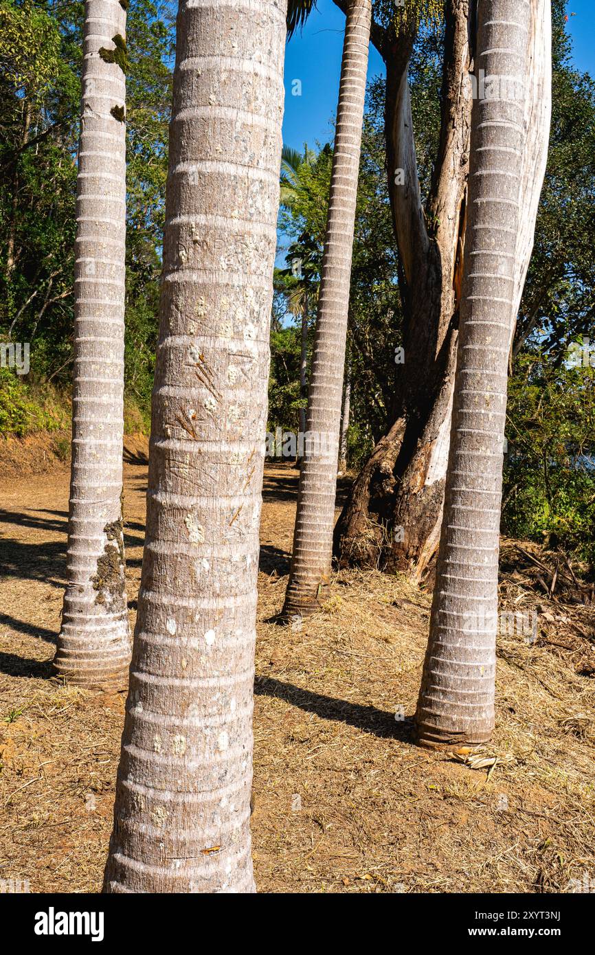 Bäume im Sonnenlicht, im Oriental Park in Ribeirao Pires, Brasilien. Stockfoto