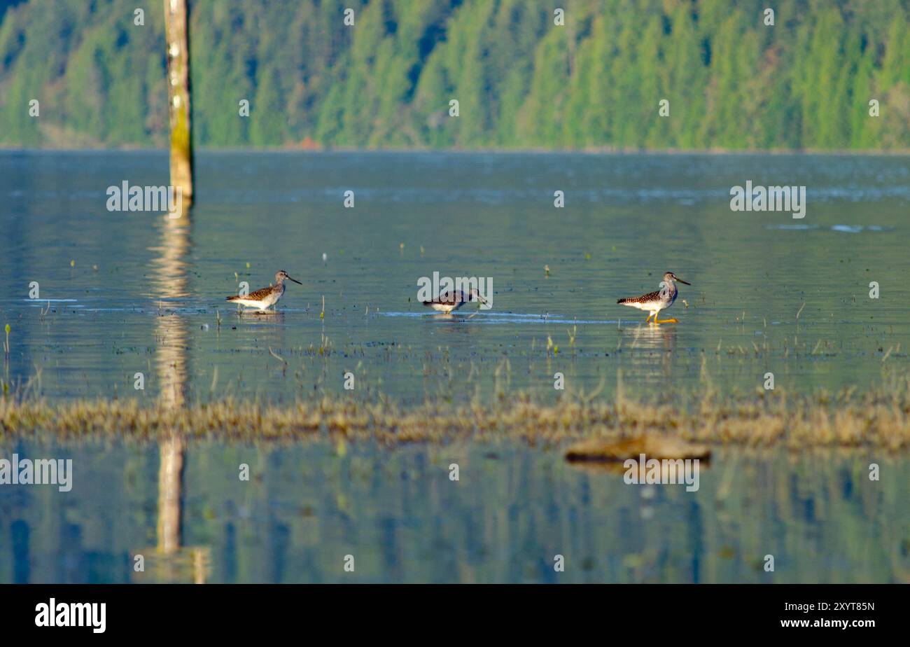 Watvögel im flachen Wasser am See – ruhige Natur- und Wildtierfotografie Stockfoto