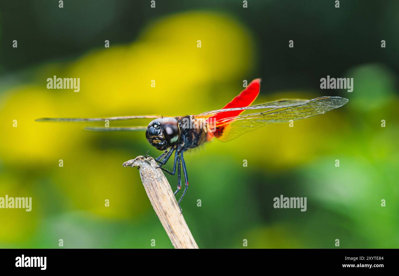 Eine Libelle auf einem Baumzweig und Naturhintergrund, selektiver Fokus, Insektenmakro, buntes Insekt in Thailand. Stockfoto
