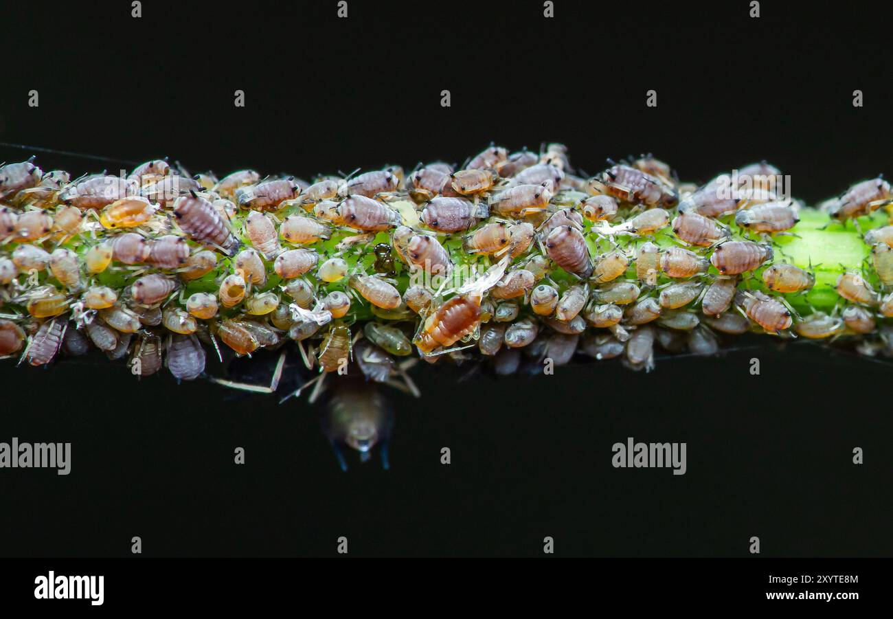 Nahaufnahme der Blattlaus. Es ist Insektenschädling auf Pflanze im Garten und schwarzem Hintergrund, Makrofotografie und selektiver Fokus. Stockfoto