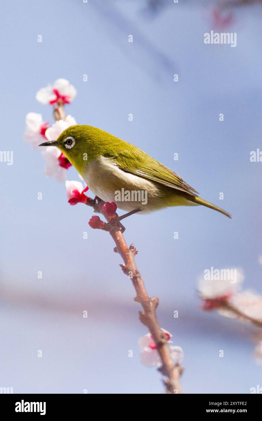 Japanisches Weißauge, auch bekannt als ein Warmbling-Weißauge, (Zosterops japonicus) in einem Kirschbaum in Yamato, Kanagawa, Japan. Stockfoto