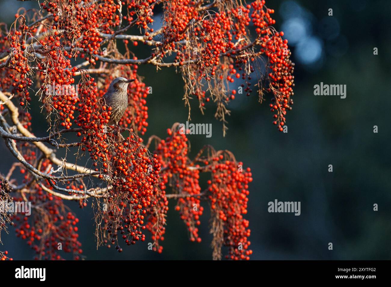 Braunohrige Bulbul-Vögel (Hypsipetes amaurotis) ernähren sich von Beeren in einem Baum in einem Park in Kanagawa, Japan Stockfoto