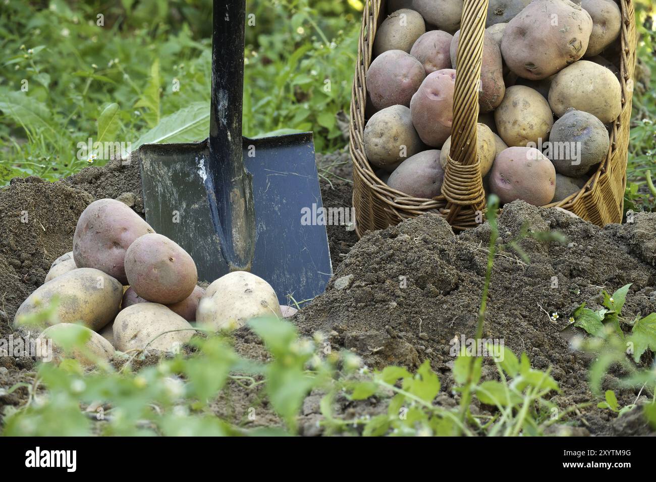 Die jüngsten Erntekartoffeln variieren in der Größe, und das Futter ist mit Erde bedeckt, in der Nähe von Korb und Schaufel. Rustikales Ambiente im Freien Stockfoto