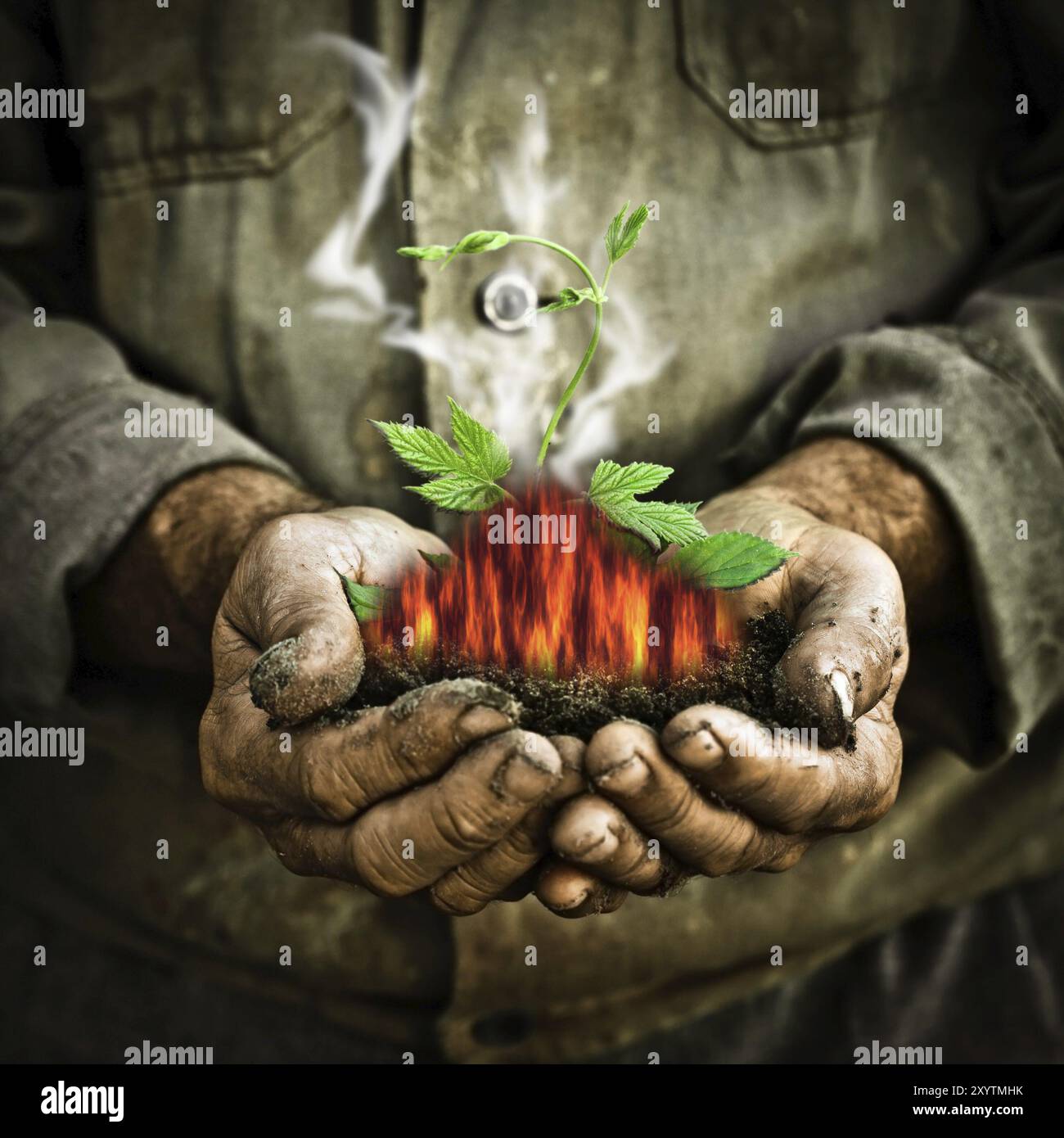 Grüne junge Pflanze in alten Männerhänden. Treibhauseffekt und Klimaerwärmung Stockfoto