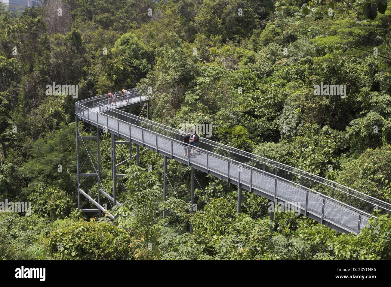 Singapur, Singapur, 01. Februar 2015: Menschen genießen einen Spaziergang auf dem Baumkronensteg in den Southern Ridges, Asien Stockfoto