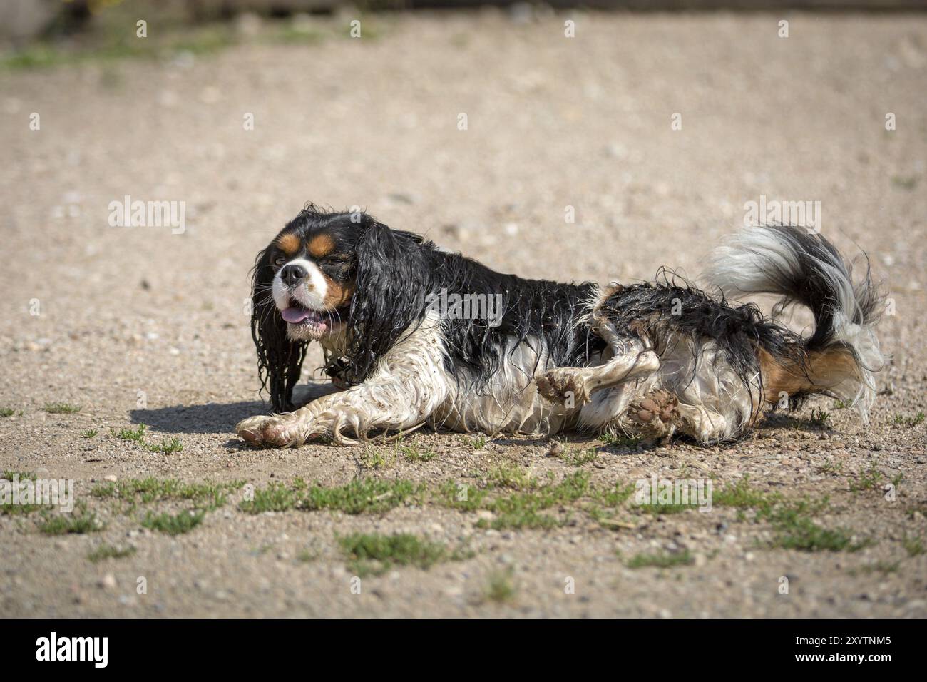 Ein kleiner nasser Hund rollt im Dreck Stockfoto