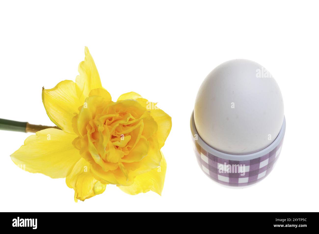 Ei und Narzissen im Frühling Stockfoto