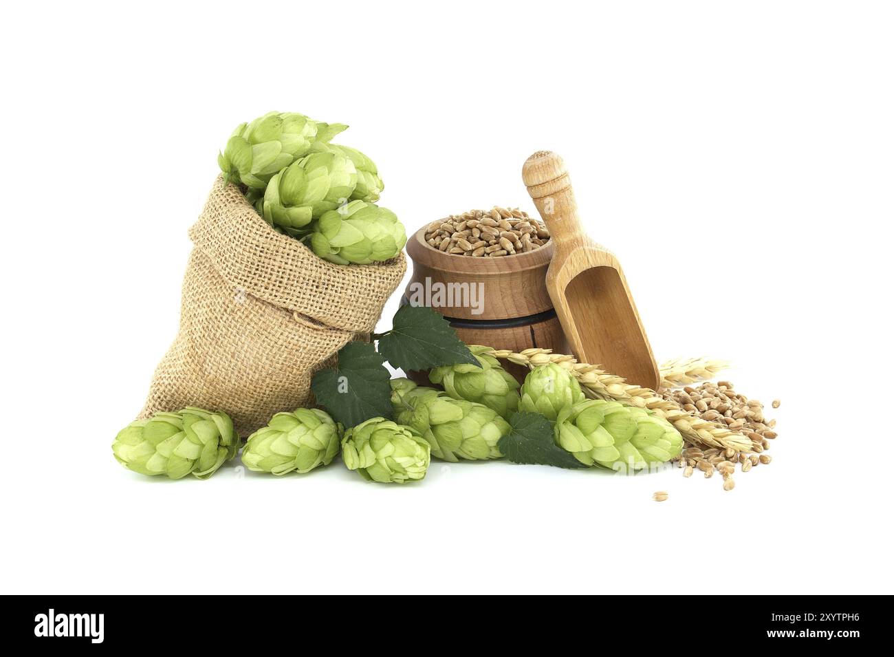 Frischer grüner Hopfenzapfen mit Blättern, die aus einem hessischen Sack in der Nähe von Weizenkörnern und Holzschaufeln verschüttet werden, Komponenten der Bierproduktion isoliert auf w Stockfoto