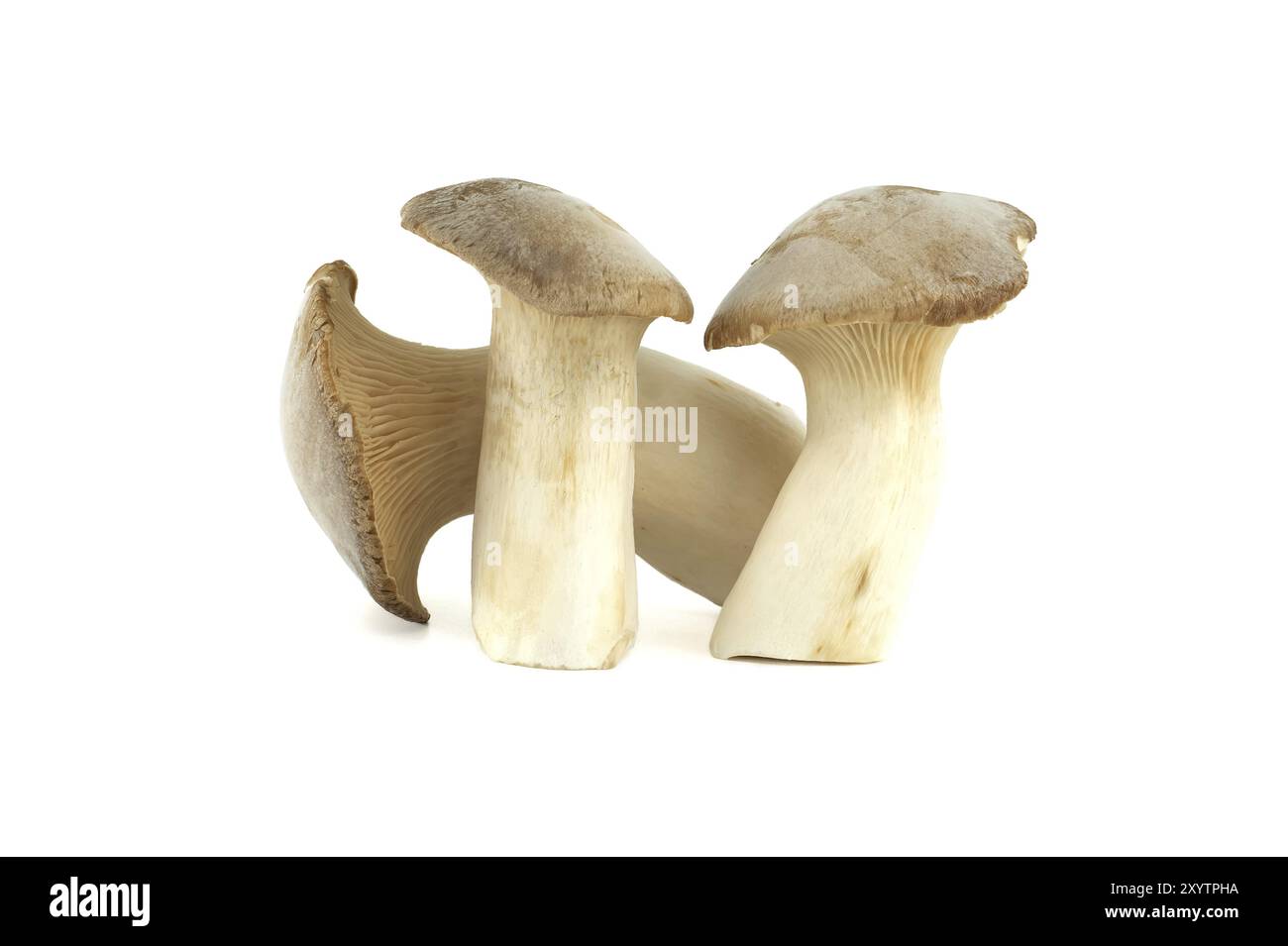 Pleurotus eryngii Pilz isoliert auf weißem Hintergrund, auch bekannt als König Trompete Pilz, Französisch Horn Pilz, Eryngi, König Austern Pilz, König Stockfoto