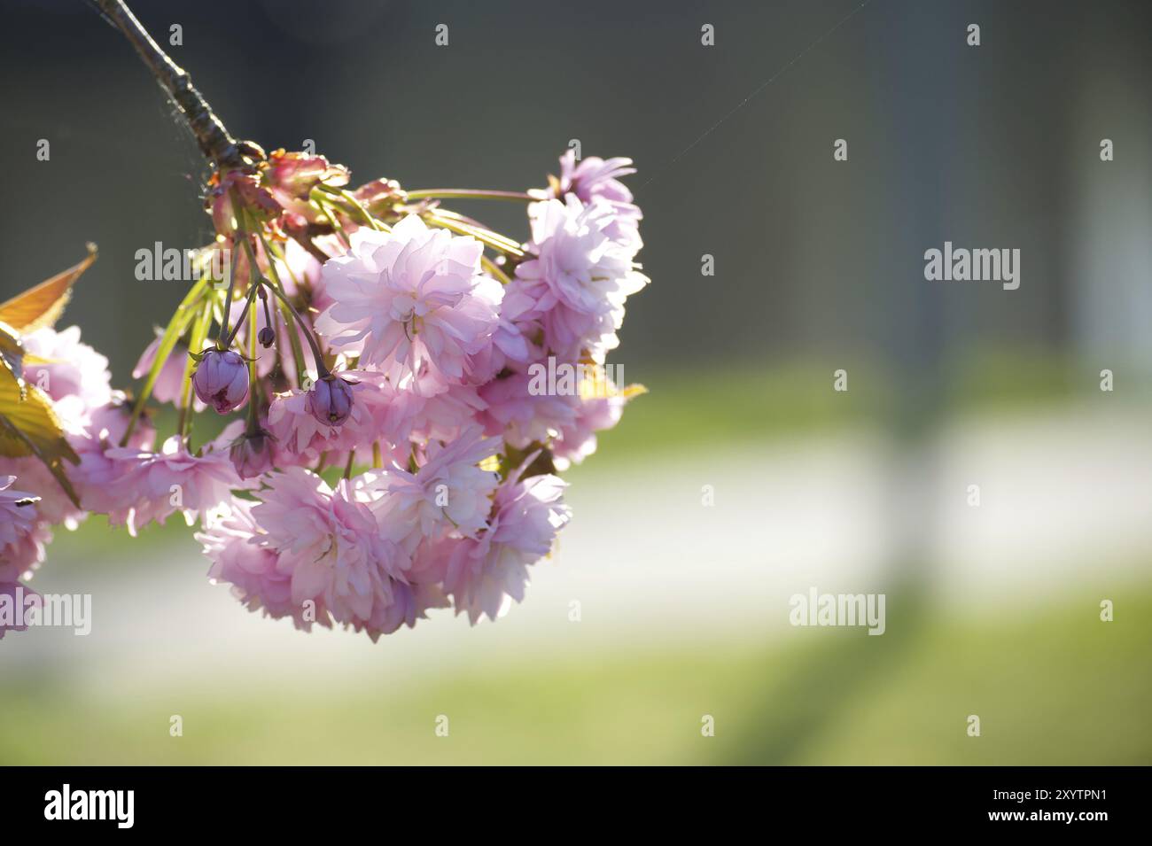 Blühende rosafarbene Sakura-Blüten, Frühlingsblütenhintergrund mit kostenlosem Kopierbereich Stockfoto