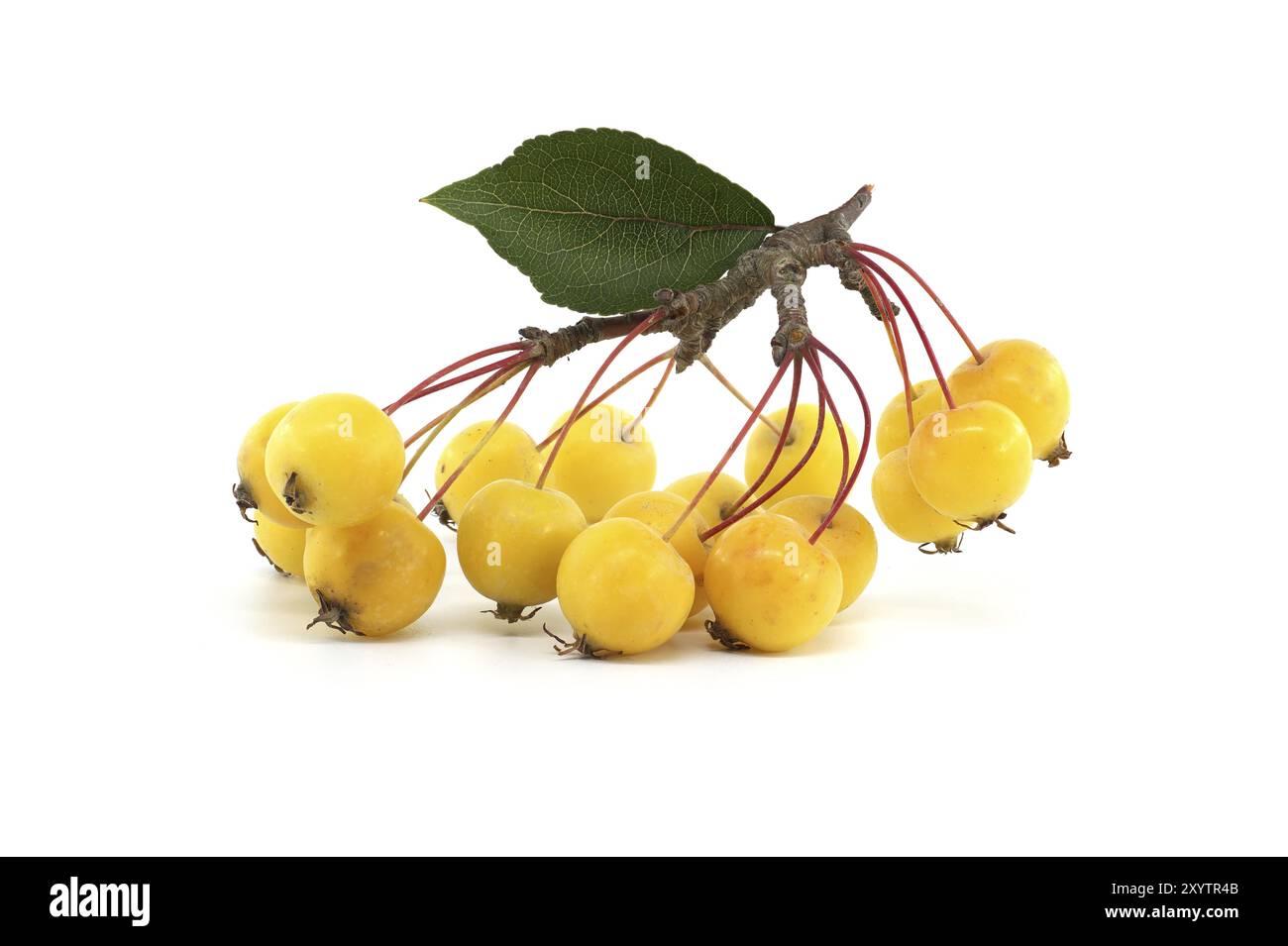 Europäischer Krabbenapfel oder Wildapfel (Malus sylvestris) isoliert auf weißem Hintergrund Stockfoto