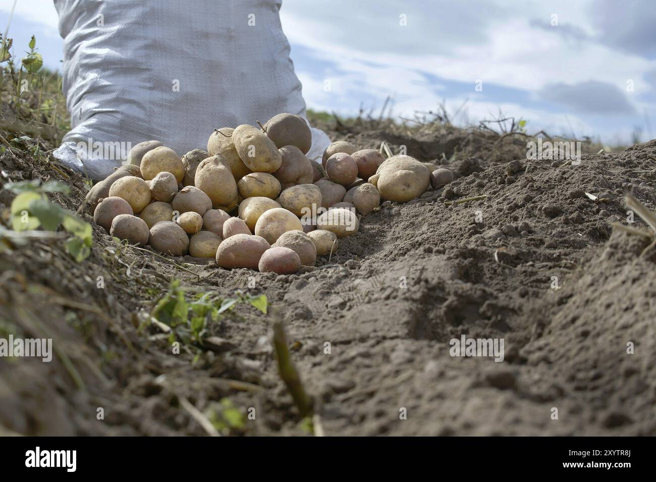 Neu gegraben Kartoffeln in einem Bio-Familie Bauernhof Feld, niedrigen Winkel Blick auf reiche braune Erde in einem Konzept des Lebensmittelanbaus Stockfoto