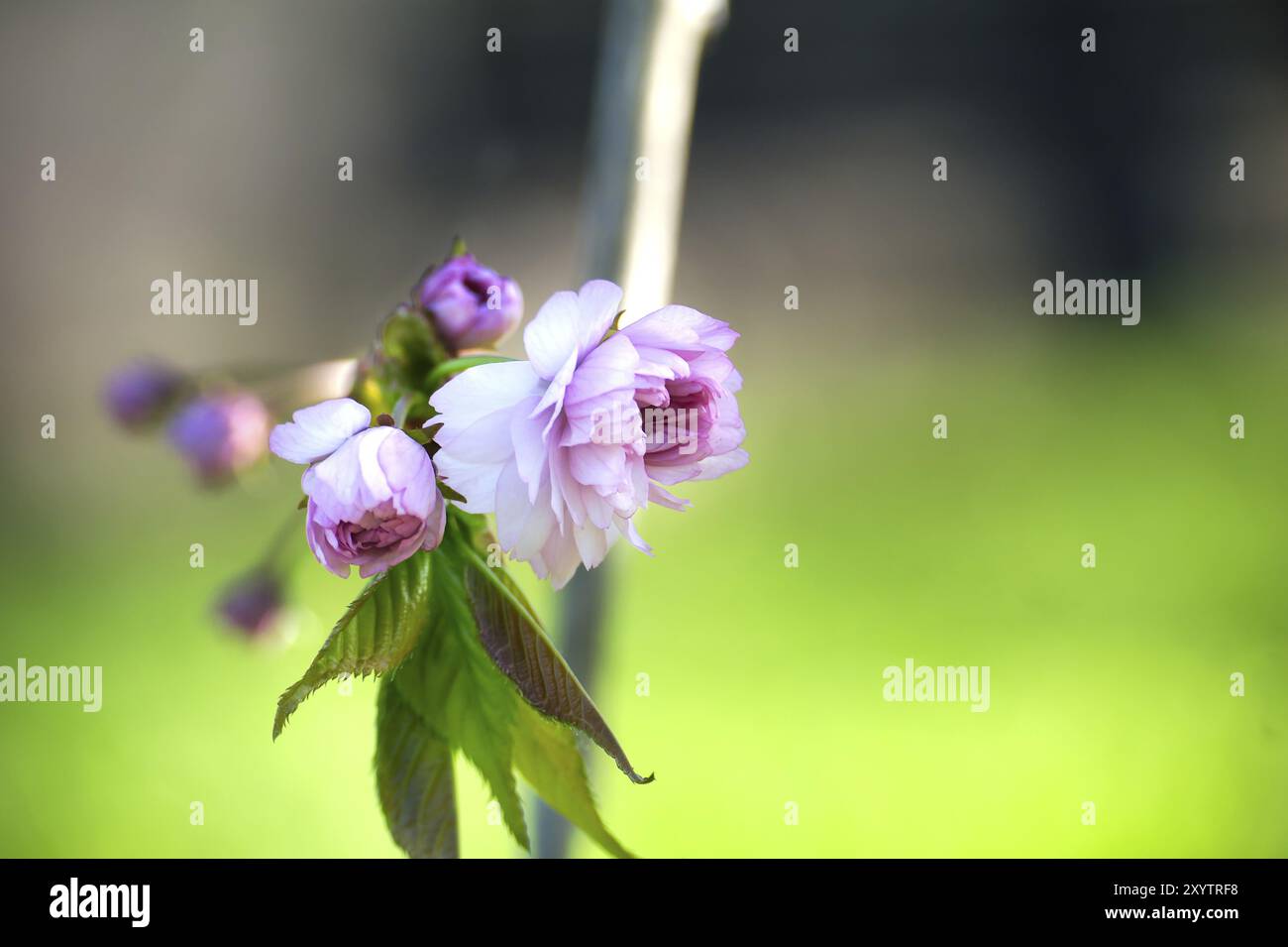 Blühende rosafarbene Sakura-Blüten, Frühlingsblütenhintergrund mit kostenlosem Kopierbereich Stockfoto