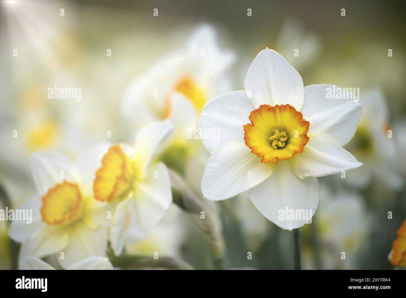 Weiße Narzissen, auch bekannt als Narzissen in voller Blüte, die Fokussierung auf die Narzissen erzeugt einen scharfen Kontrast zum verschwommenen Hintergrund Stockfoto