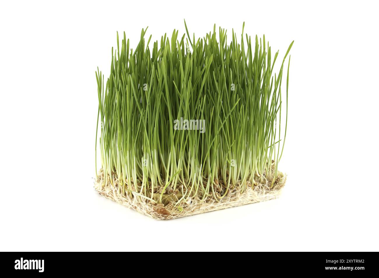 Lebendige, würfelförmige Netzschale mit frischem grünen Weizengras mit sichtbaren Wurzeln auf weißem Hintergrund Stockfoto
