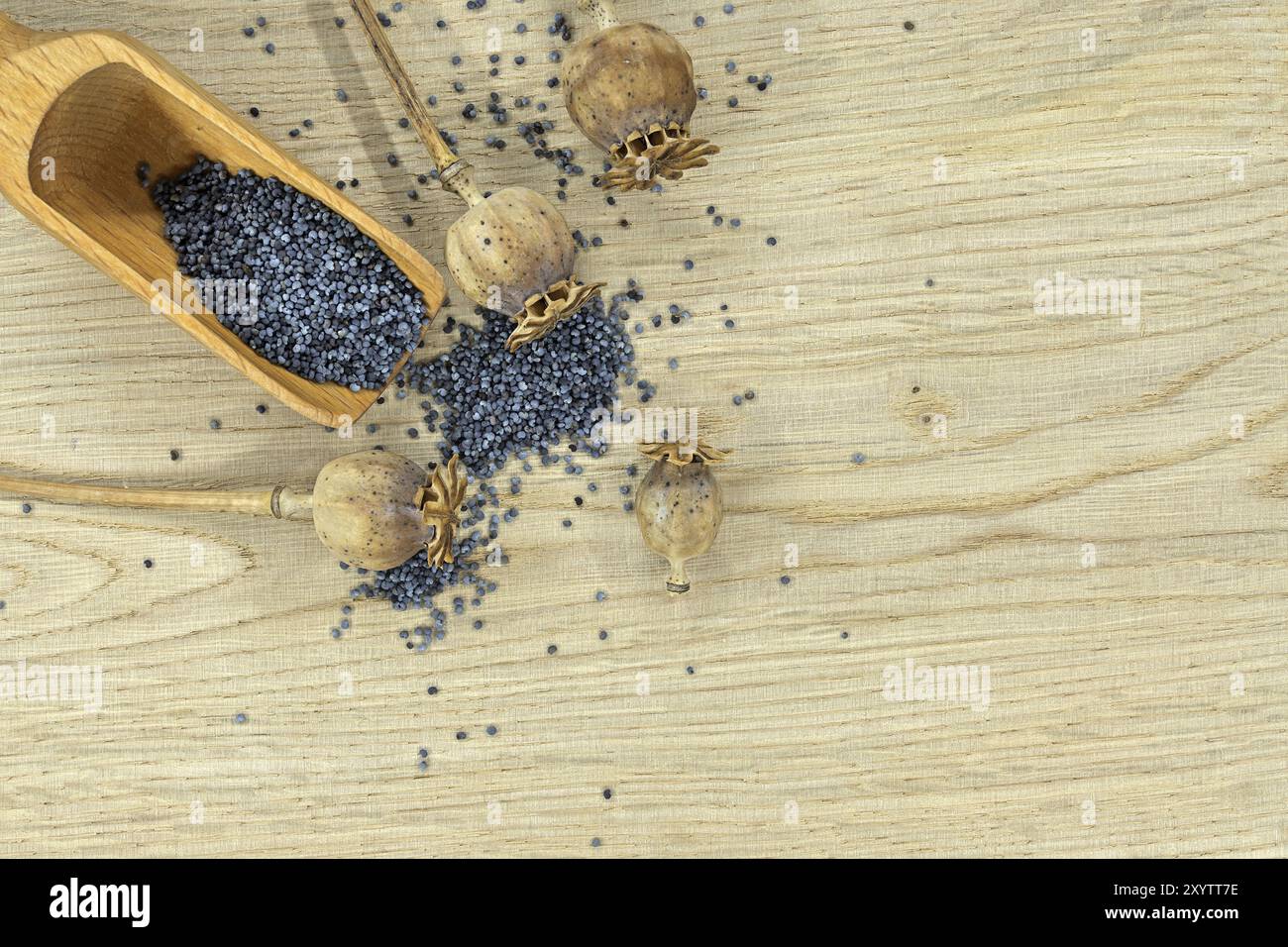 Holzlöffel gefüllt mit Mohnsamen und mehreren getrockneten Mohnschoten auf einem hellen Holztisch Stockfoto