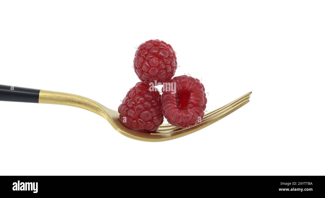 Rote Himbeeren auf goldener Gabel mit schwarzem Griff auf weißem Hintergrund, symbolisiert ein Konzept von gesunder Ernährung und Bio-Lebensmitteln Stockfoto