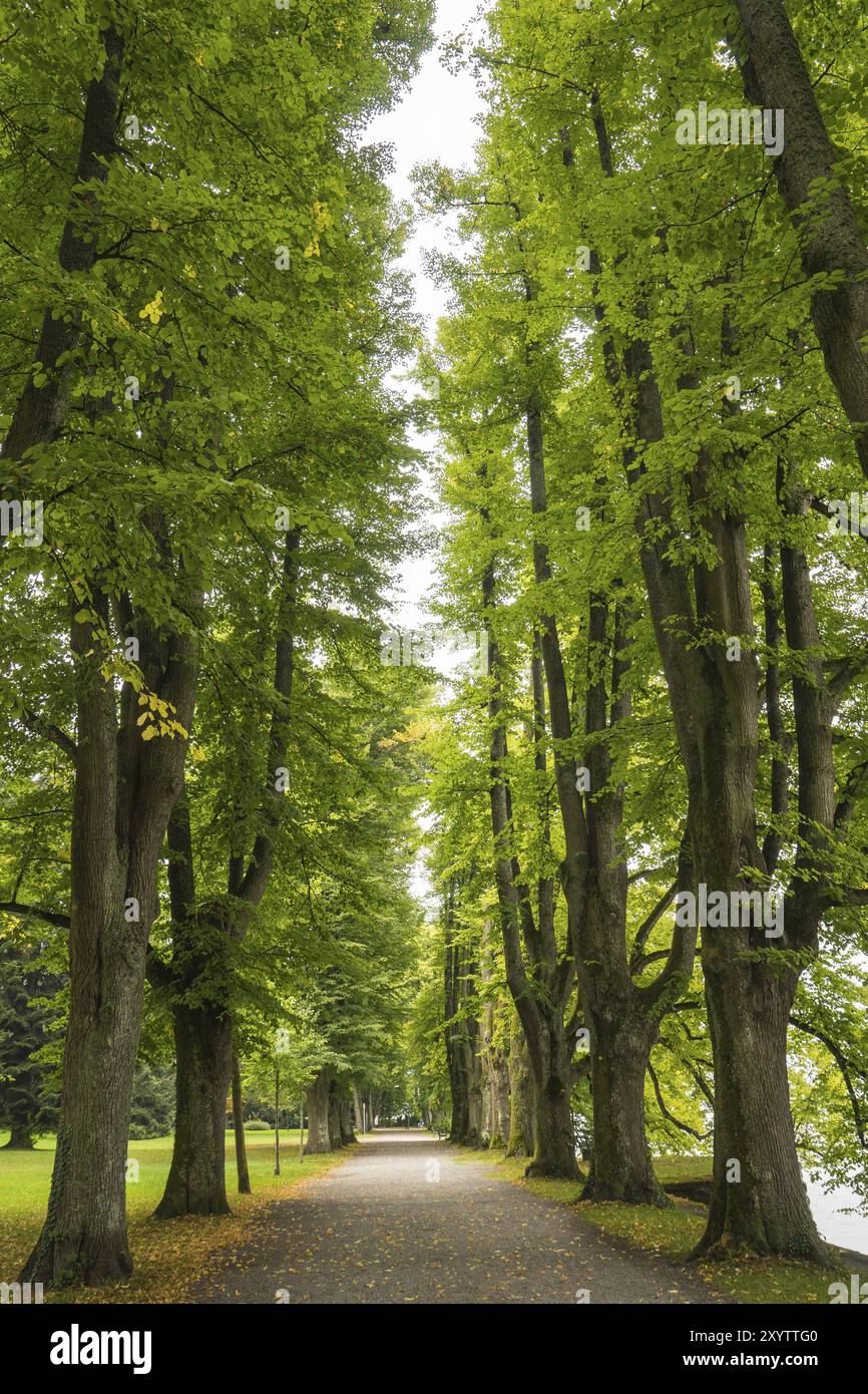 Alte Allee direkt am Bodensee Stockfoto