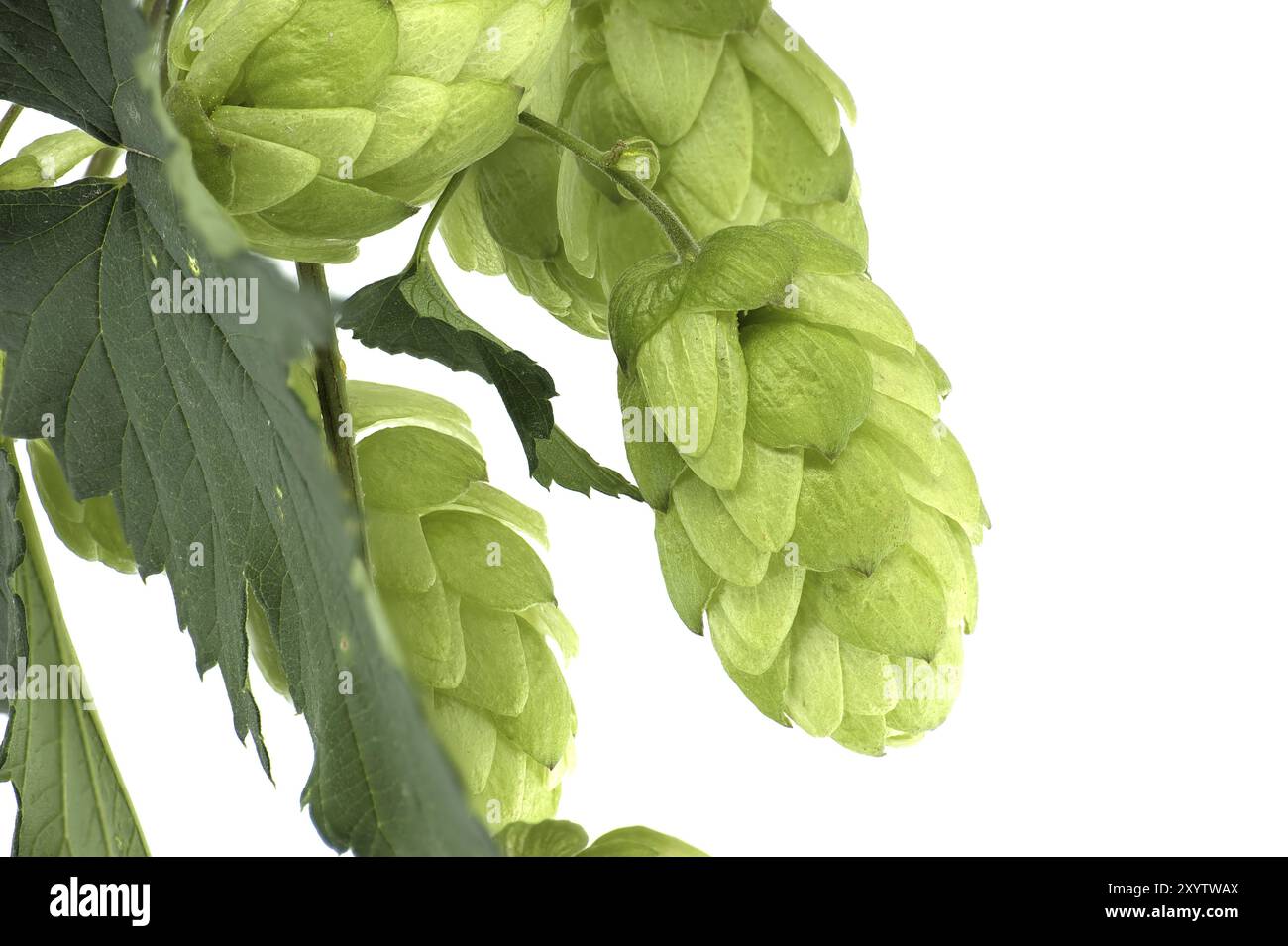 Frischer grüner Hopfenzweig, isoliert auf weißem Hintergrund. Hopfenzapfen mit Blatt Stockfoto