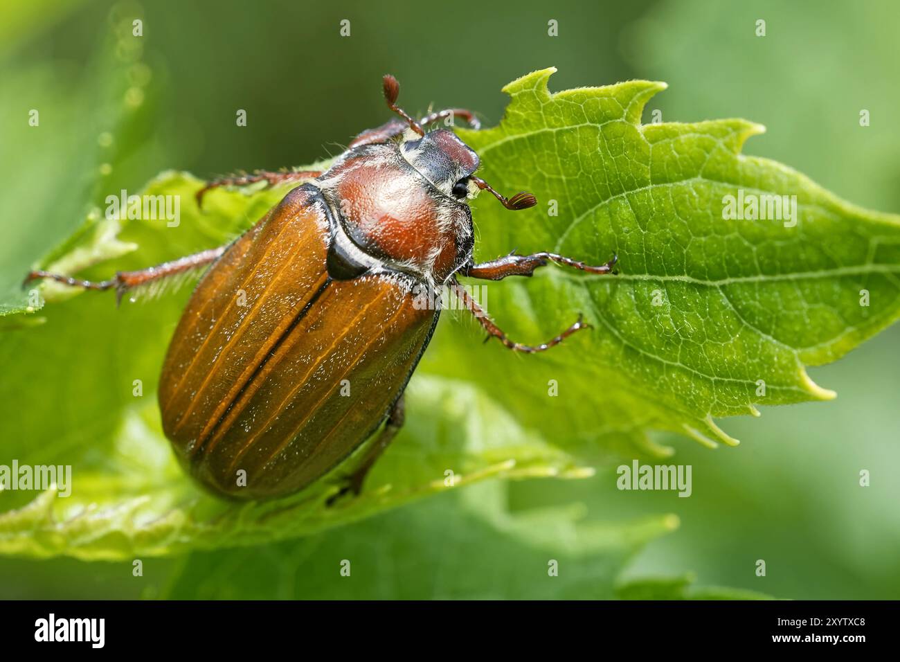 Cockchafer, der sich an einem Blatt ernährt Stockfoto