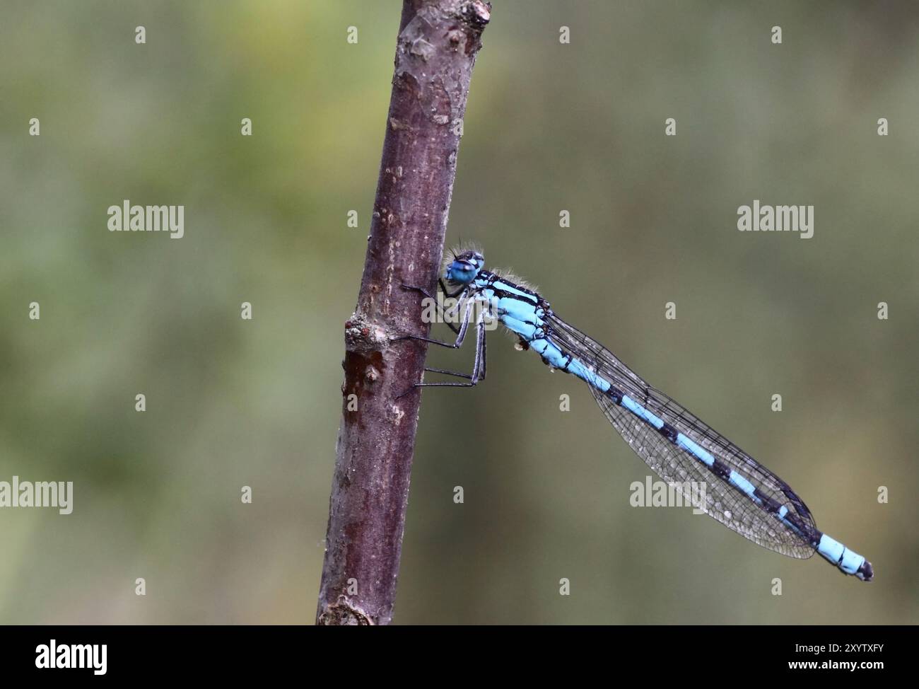 Hufeisenfliege Stockfoto