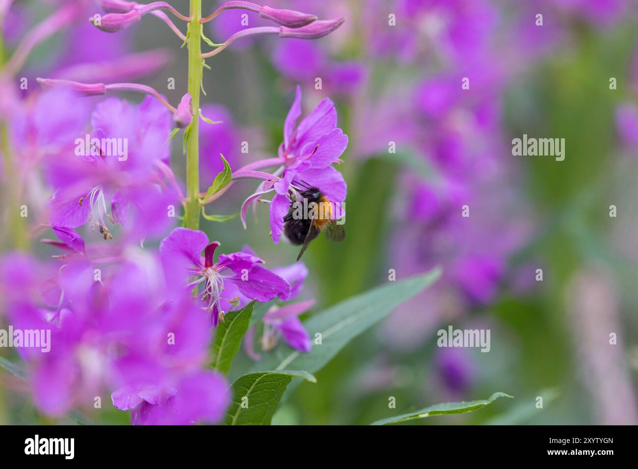 Baumhummel, Baum-Hummel, beim Blütenbesuch auf Weidenröschen, Nektarsuche, Bestäubung, Bombus hypnorum, Pyrobombus hypnorum, Baumhummel, neue Garde Stockfoto