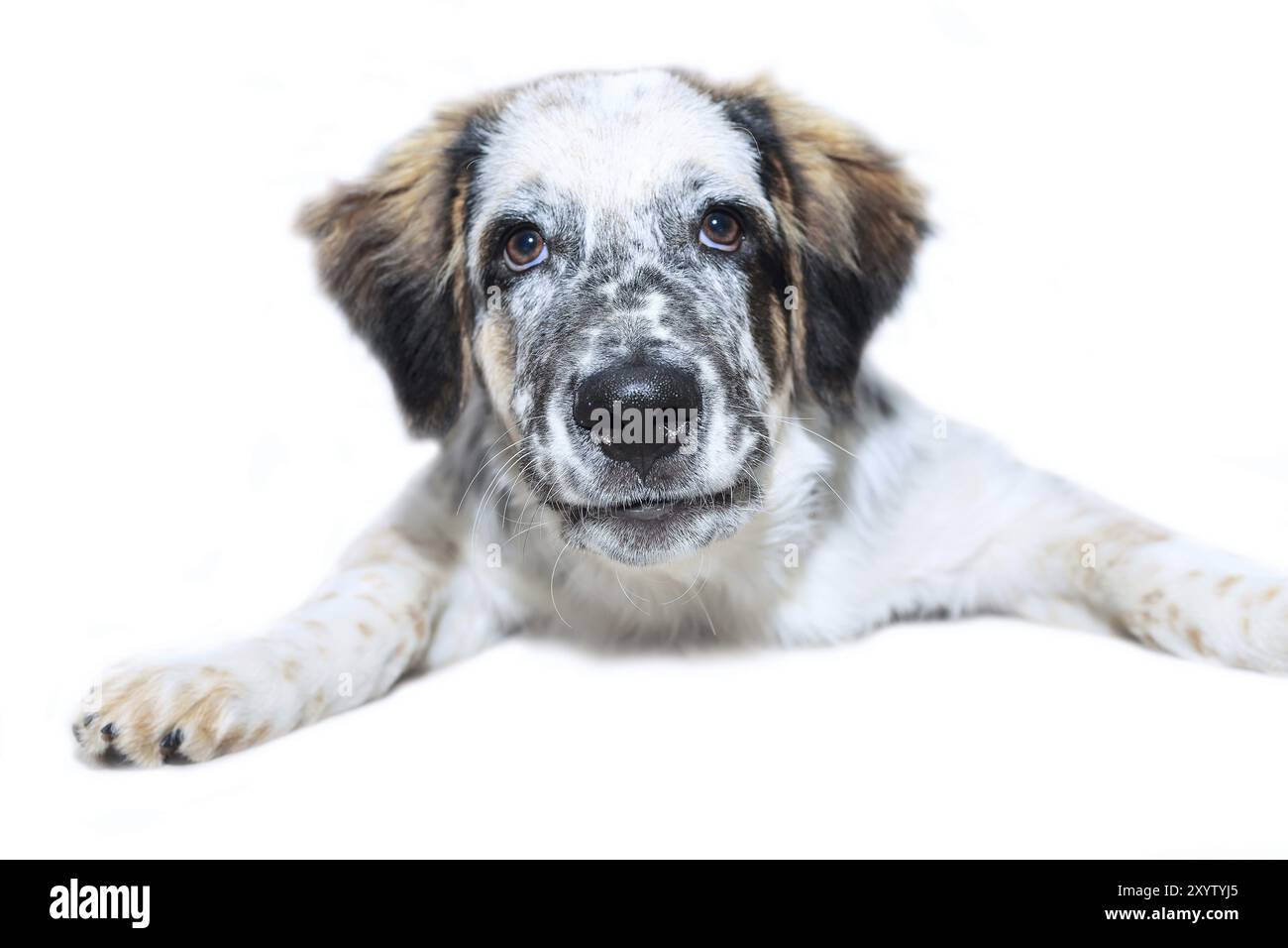 Weiß, schwarz und braun Farbe fuzzy Lustig niedlichen Hund auf weißem Hintergrund Stockfoto