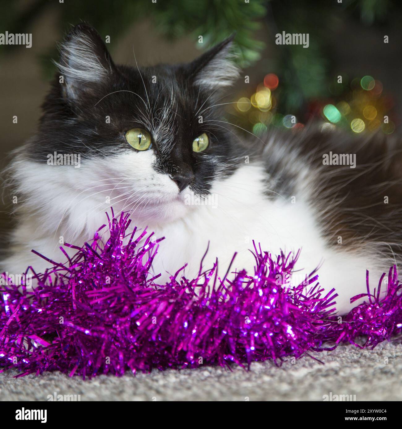 Schwarze und weiße Katze mit grünen Augen liegen in der Nähe von Weihnachtsschmuck und Tannenbaum Stockfoto