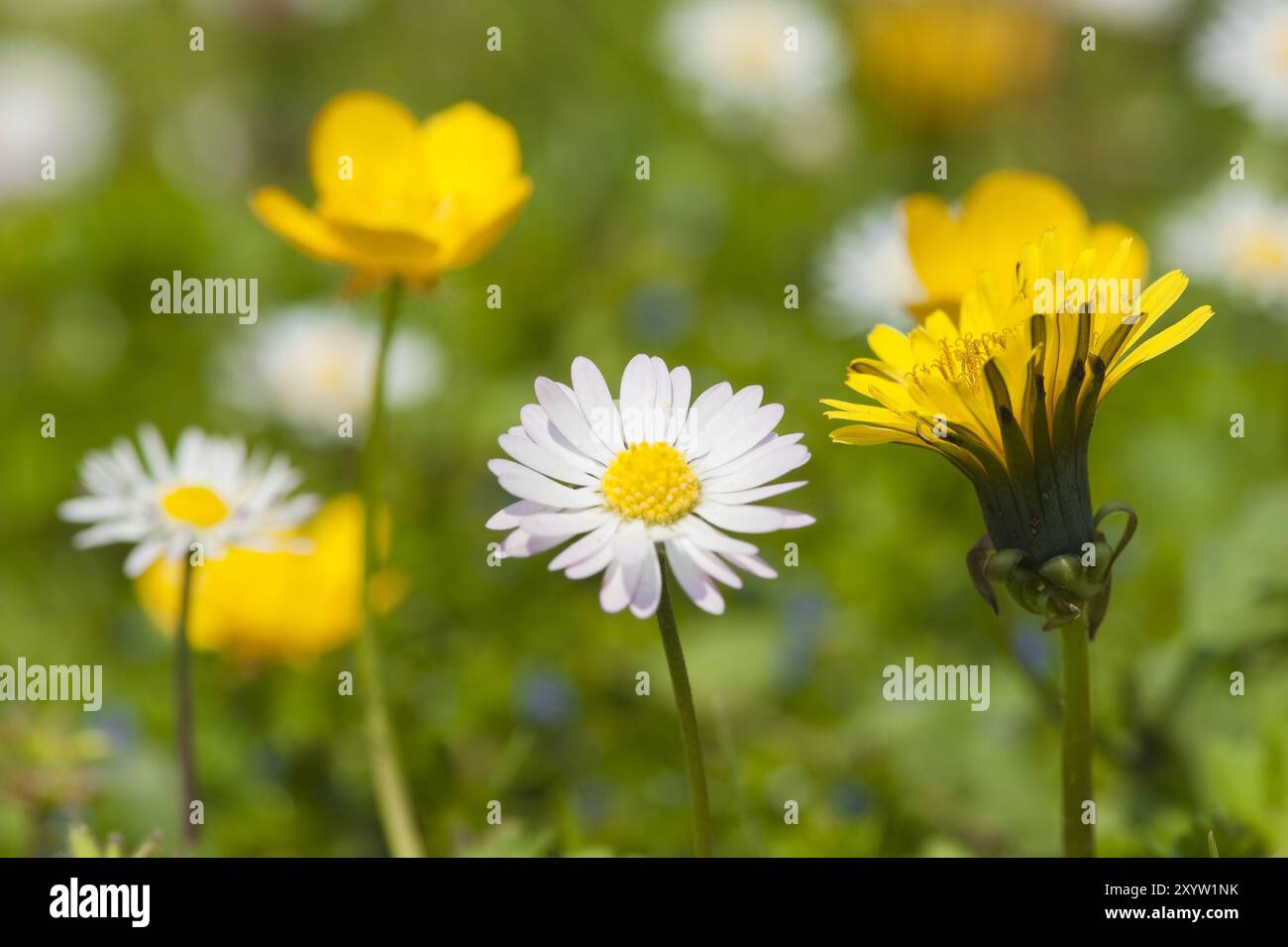 Löwenzahn, Gänseblümchen und Butterblumen auf einer Wiese Stockfoto