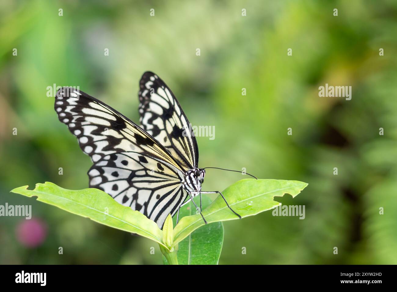 Ein schwarz-weißer Schmetterling von Mariposario del Drago auf Teneriffa Stockfoto