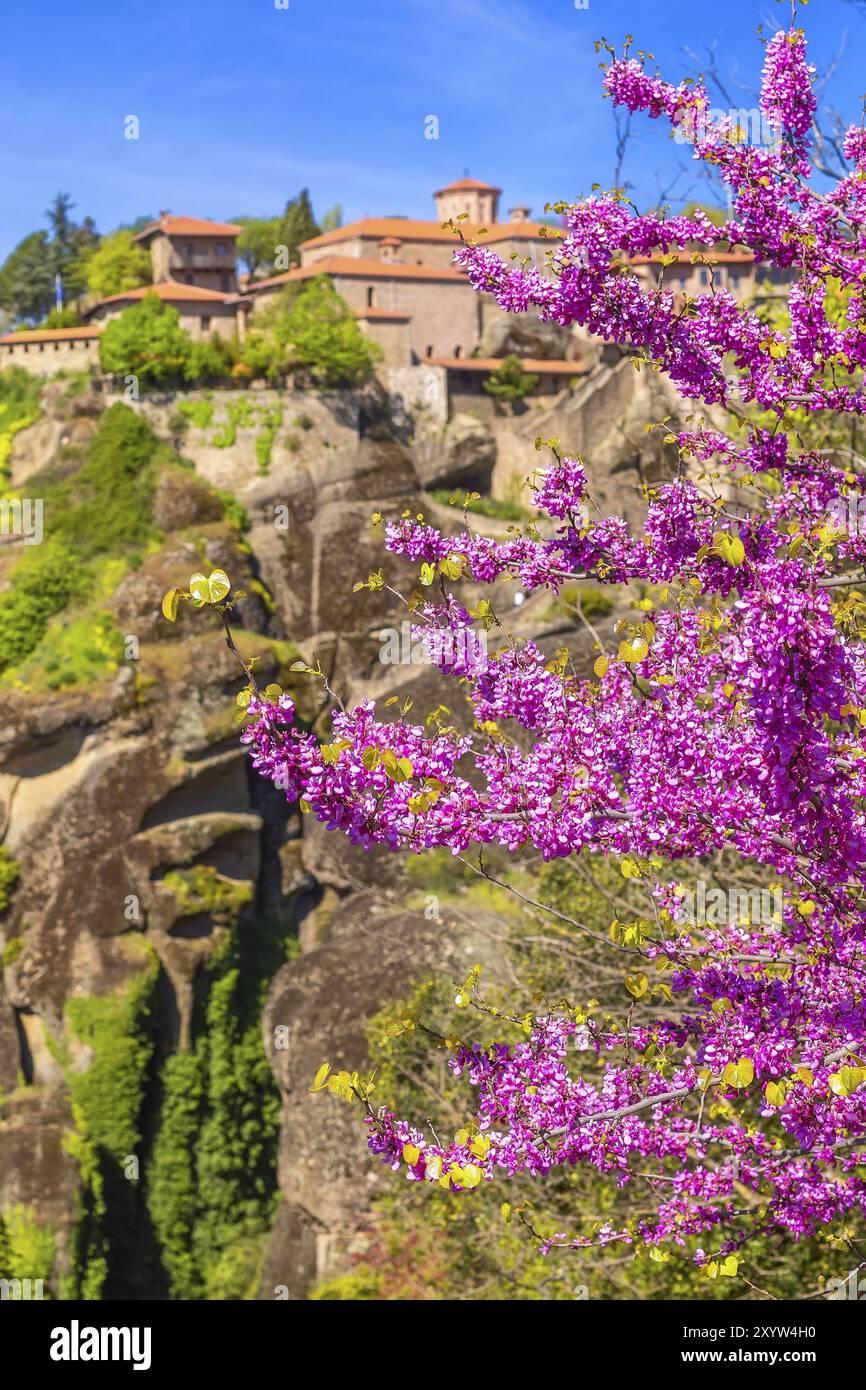 Defocused großes Meteoron Kloster, Meteora Bergfelsen, Trikkala, Griechenland und Zweig der rosa Kirschblüte Stockfoto