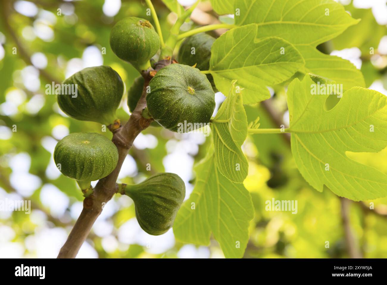 Mehrere grüne Feigen Zweig am Baum Stockfoto