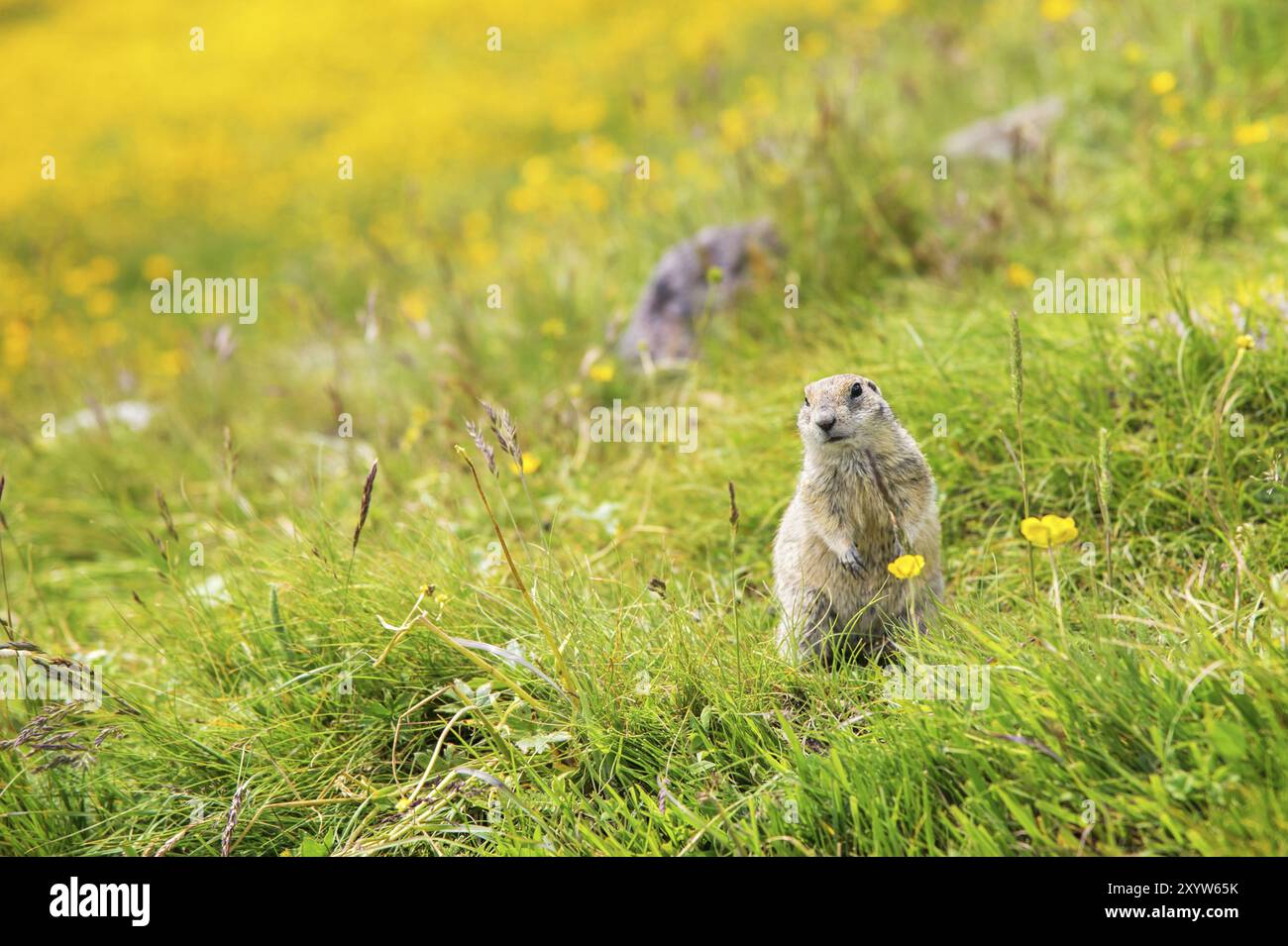 Nahaufnahme, die kaukasische Bodenhörnchen aufsuchen und aufmerksam beobachten Stockfoto