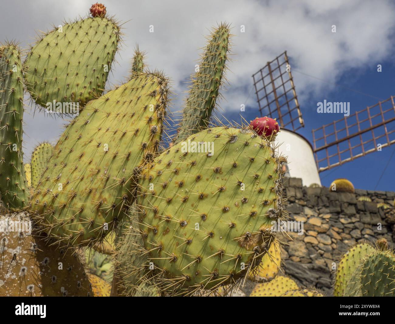 Große Kakteen unter blauem Himmel mit Wolken und Windmühle im Hintergrund, Lanzarote, Kanarische Inseln, Spanien, Europa Stockfoto