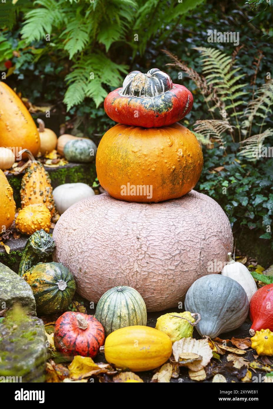 Pyramide von verschiedenen bunten Kürbissen im Hüttengarten. Herbstgarten- oder Erntekonzept. Thanksgiving Tag oder Halloween. Stockfoto