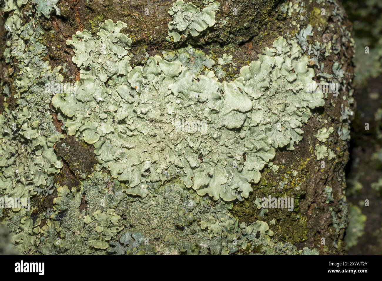 Nahaufnahme einer grau-grünen Baumflechte auf der Rinde eines alten Obstbaumes Stockfoto