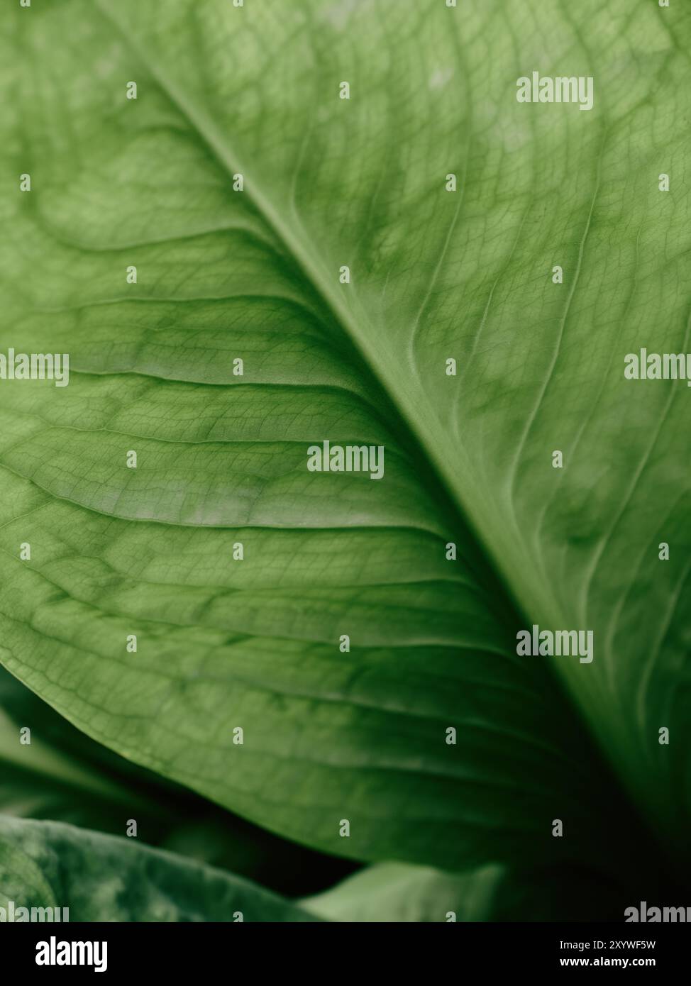 Ein grünes botanisches Pflanzenblatt mit Adern aus der Nähe des Naturhintergrundes - natürliche Flora idrib Stockfoto