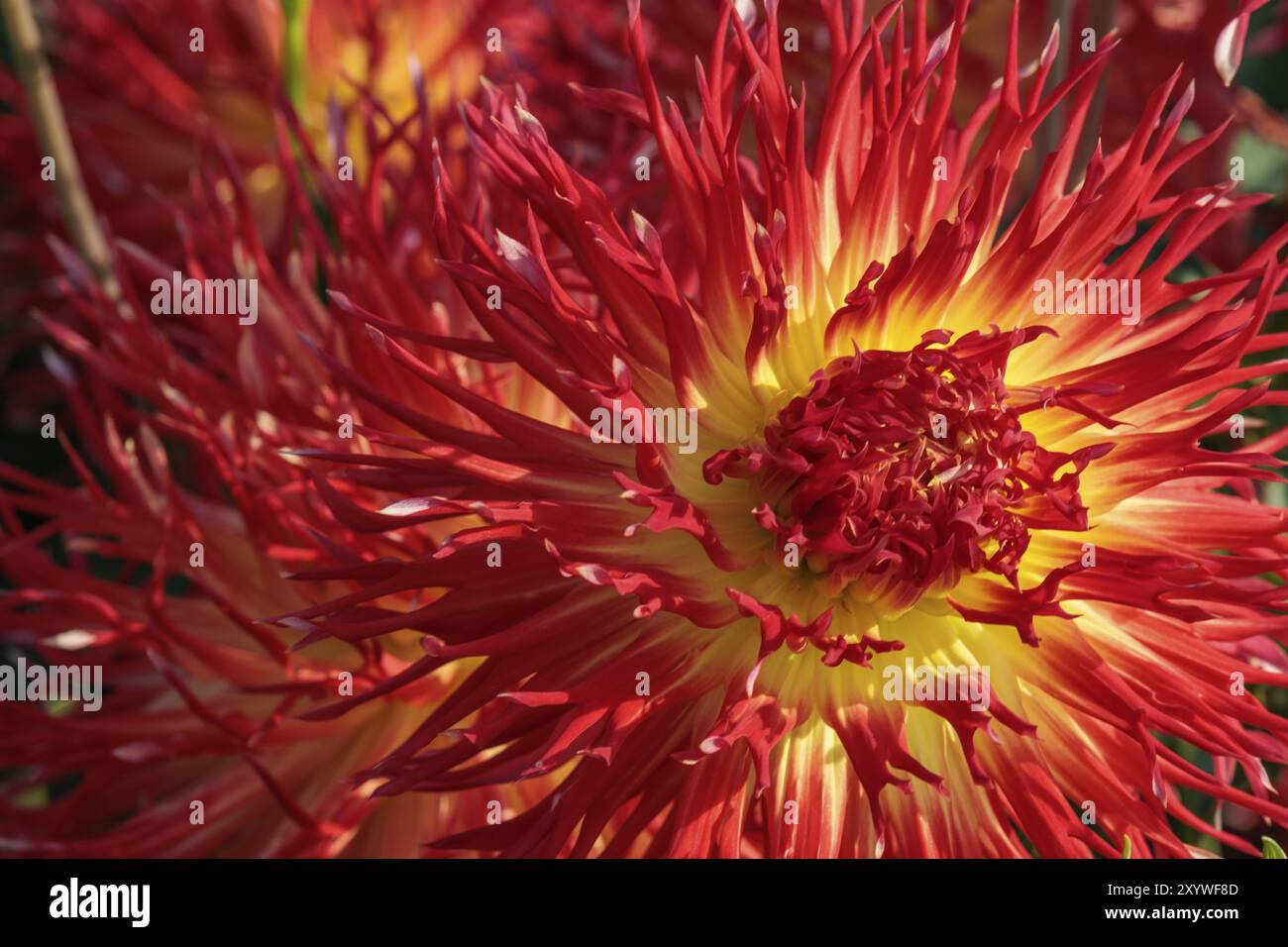 Rote Dahlienblume mit gelbem Zentrum und spitzen Blütenblättern, beleuchtet durch Sonnenlicht, legden, Münsterland, deutschland Stockfoto