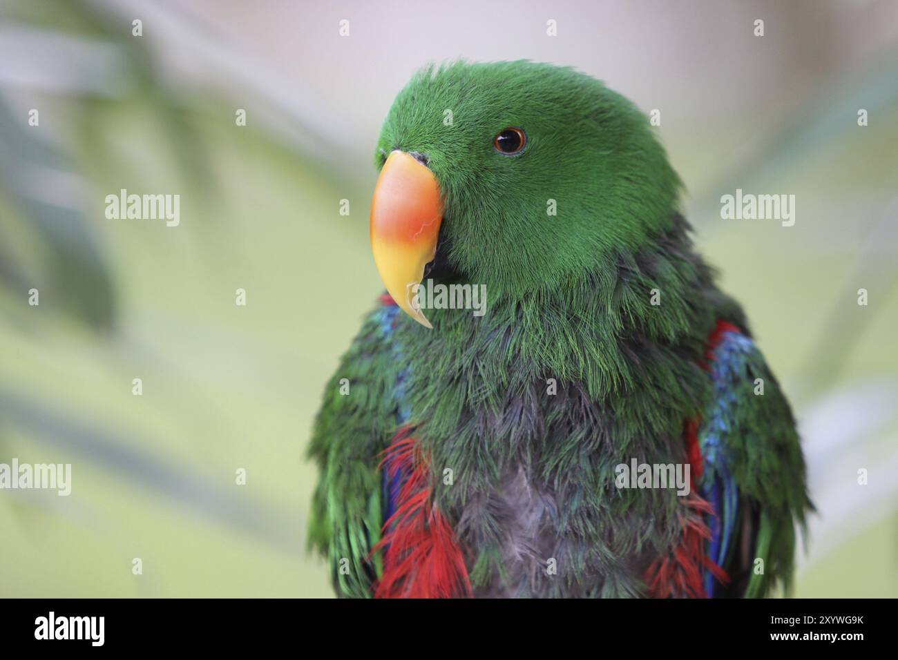 Edler Papagei (männlich) Stockfoto