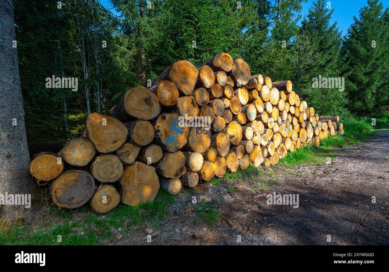 Waldholzpfahl, am Wegesrand gehällte Bäume bis zum Abtransport in der Nähe des Buchkopfturms im Schwarzwald Oppenau-Maisach Stockfoto