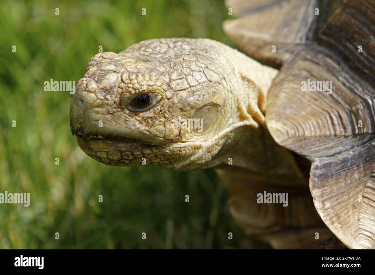 Stirnschildkröte Stockfoto