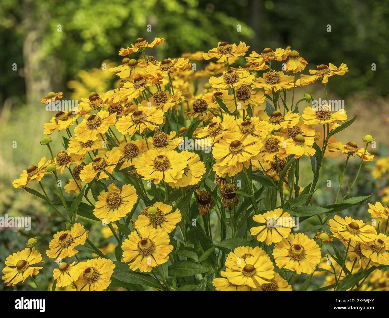 Nahaufnahme von gelben Heliumblüten in voller Blüte in einem Garten mit verschwommenem grünem Hintergrund, Schloss Neuhaus, Deutschland, Europa Stockfoto